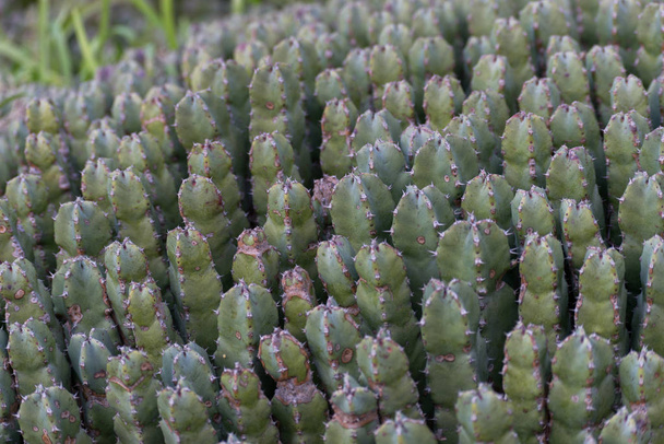 Immagine di un set di cactus, durante la primavera
 - Foto, immagini