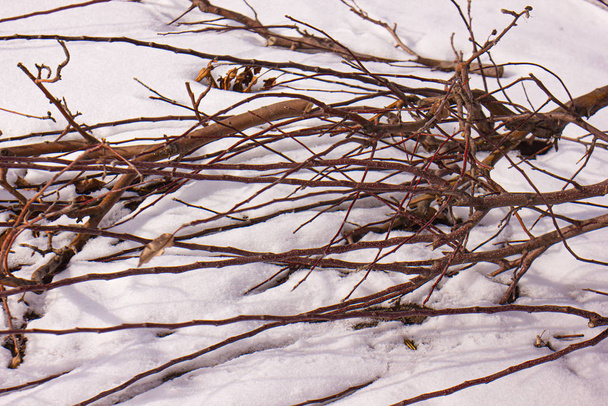 fagyott faágak a hóban - Fotó, kép