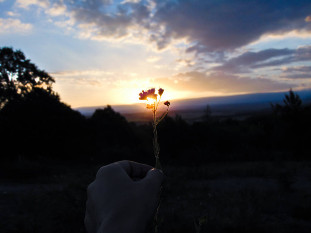 Persona sujetando una flor silvestre con la mano, tapando los rallos del sol en un paisaje de montaa. - Photo, image