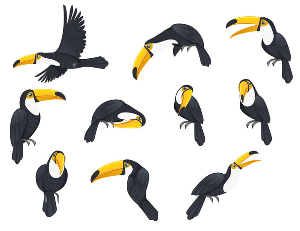 Σύνολο των toucan τροπικό πουλί με ένα τεράστιο νομοσχέδιο και συνήθως έντονα χρωματισμένο φτέρωμα ζώων σχεδίασης κινουμένων σχεδίων επίπεδη διανυσματική απεικόνιση απομονώνονται σε λευκό φόντο - Διάνυσμα, εικόνα