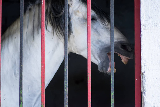 czarny hiszpański koń zamknięty w stajni - Zdjęcie, obraz