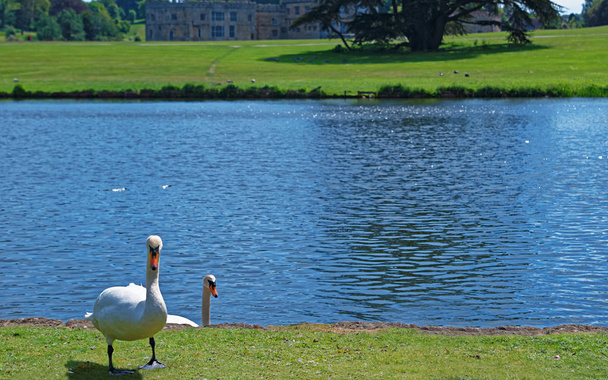 Leeds Şatosu İngiltere 'deki parkta beyaz kuğular. - Fotoğraf, Görsel