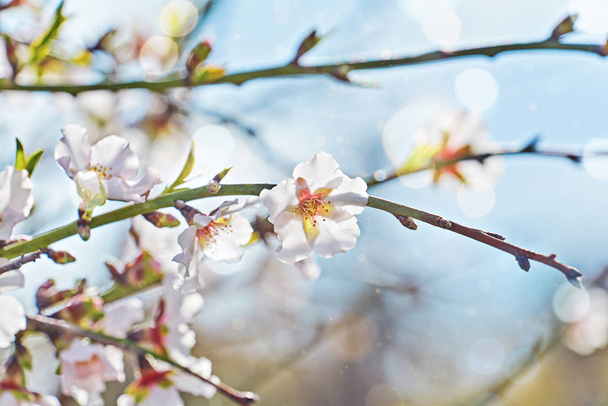 Closeup blooming tender almond flowers on branch against blue sky with artistic bokeh - Photo, Image