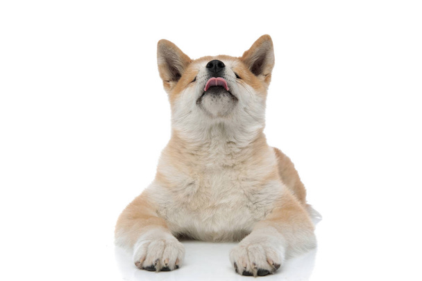 Cute Akita Inu sticking out its tongue and looking up  - Photo, Image