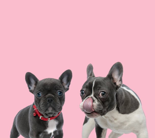 team of two french bulldogs on pink background - Photo, Image