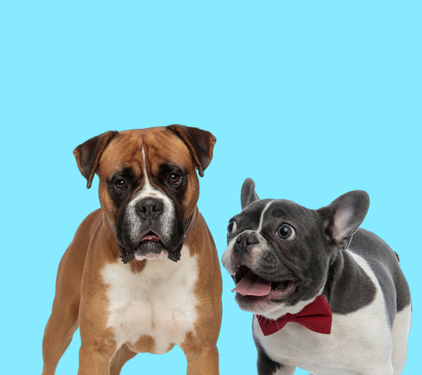 Dutiful Boxer looking forward and excited French bulldog panting - Photo, Image