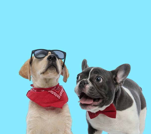 Excited French bulldog and cool Labrador Retriever - Valokuva, kuva