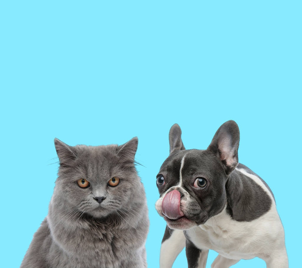 Fransız bulldog burnunu yalıyor ve İngiliz uzun saç kedisi  - Fotoğraf, Görsel