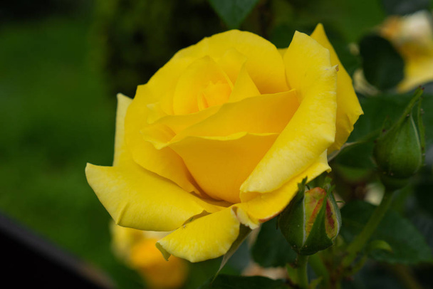 Μονόχρωμο κίτρινο τριαντάφυλλο με κουμπί σε φυσικό πράσινο φόντο. Υψηλής ποιότητας φωτογραφία. - Φωτογραφία, εικόνα