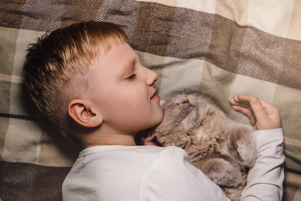 Poika ja kissa. Skottilainen taittuva kissa pojan sylissä. Lemmikin käsite perhekasvatuksessa ja rakastavassa kodissa. Tasainen makuuasento. - Valokuva, kuva