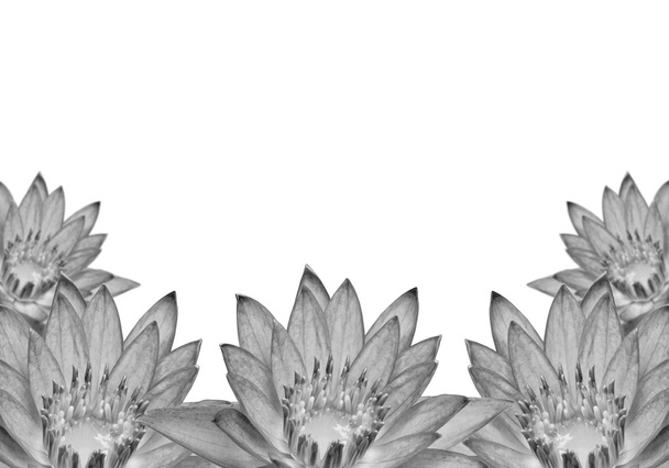 Lotus кадру
 - Фото, зображення