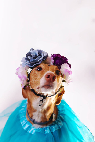 perro bailarín con tutú y flores
 - Foto, imagen