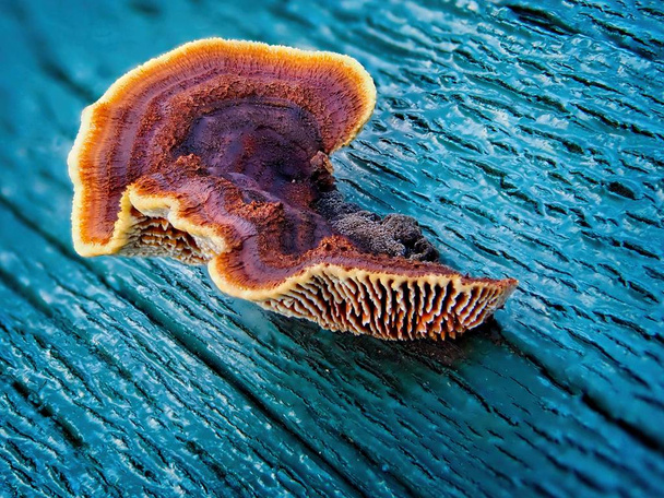 Champignon rouilleux des polypores branchiaux
 - Photo, image