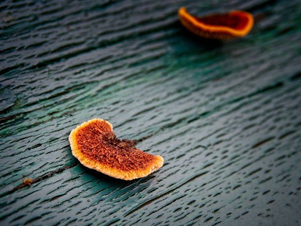 Champignon rouilleux des polypores branchiaux
 - Photo, image