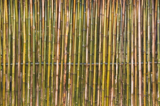 Parete di bambù o di bambù recinzione texture sfondo
 - Foto, immagini