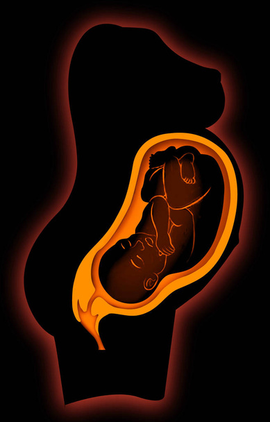 Illustration of human pregnancy - Photo, Image