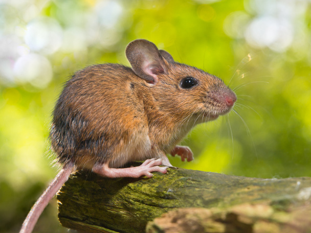Vista lateral de un ratón de campo (Apodemus sylvaticus) en una rama
 - Foto, imagen