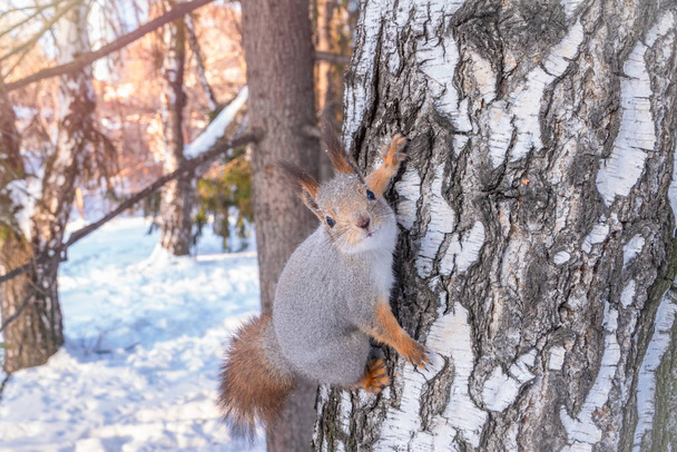 Squirrel creeps on a birch in the winter - Фото, изображение