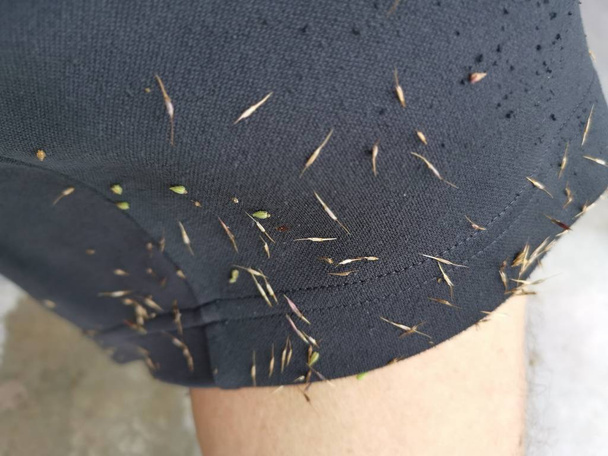 picking up chrysopogon aciculatus weed from the pant. - Photo, Image