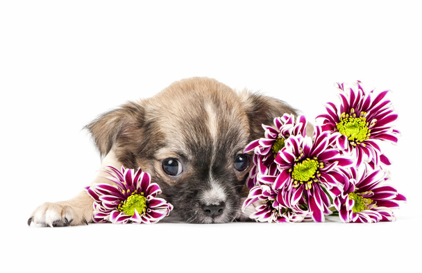 Chihuahua cachorro deitado com flores coloridas
 - Foto, Imagem