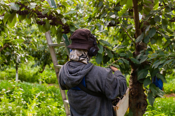Trabajador de temporada escucha música y recoge cerezas
 - Foto, Imagen