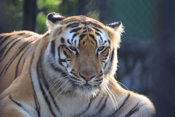 Zdjęcie tygrysa z portretu - Zdjęcie, obraz