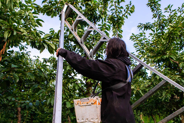 Cherry-picker με σκάλα κήπου - Φωτογραφία, εικόνα