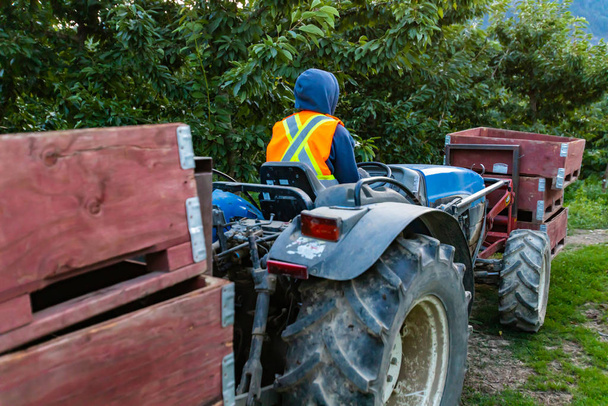 Un tracteur transportant des cerises crues
 - Photo, image