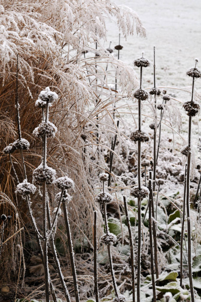 снежная клумба в саду с выветривающимися растениями
 - Фото, изображение
