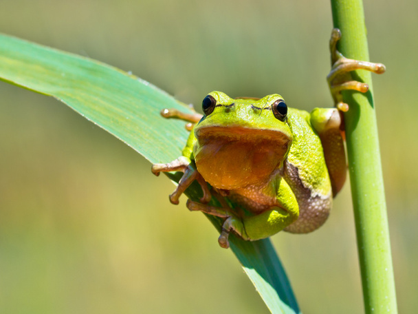 Treefrog salvaje
 - Foto, imagen