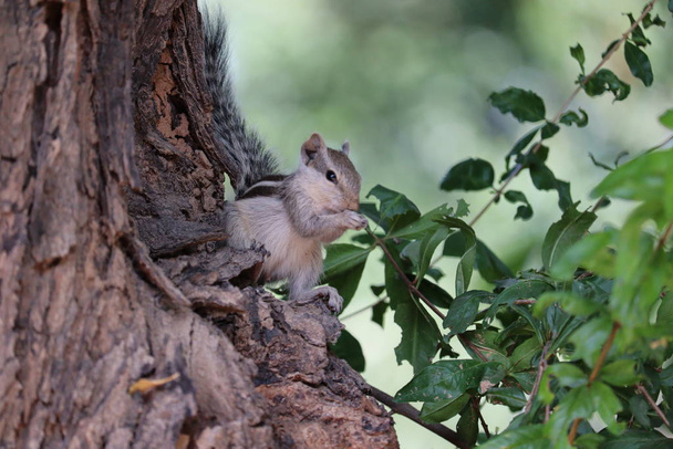 ein Eichhörnchen frisst Beere auf Baum - Foto, Bild