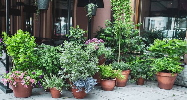 Muitas plantas potted bonitas fora de um café da rua
 - Foto, Imagem