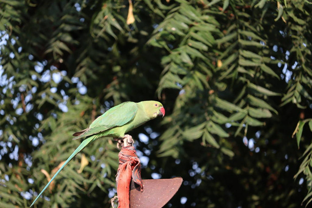 papuga na uchwycie żelazka w południe - Zdjęcie, obraz