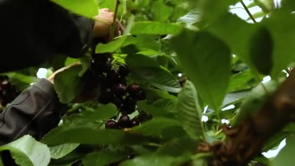 Raccolta di ciliegie nel frutteto
 - Filmati, video