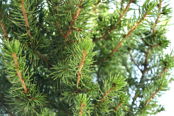 Fir branches macro photo. Green fresh spruce tree branches. - 写真・画像