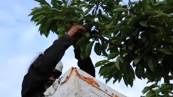 Profesionální sběrač třešní pracující v sadu - Záběry, video