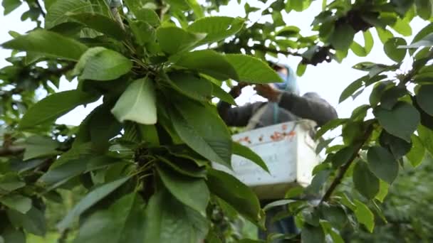 果樹園のさくらんぼを摘み - 映像、動画