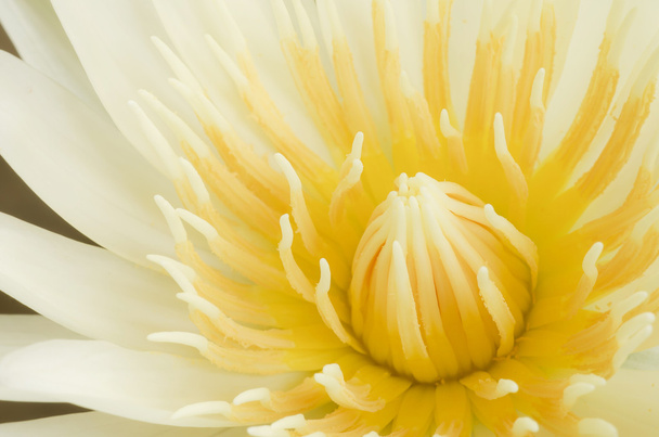 Beautiful yellow lotus blossom - Fotografie, Obrázek