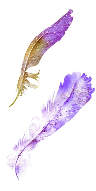 Watercolor feathers, isolated on white background - Fotografie, Obrázek