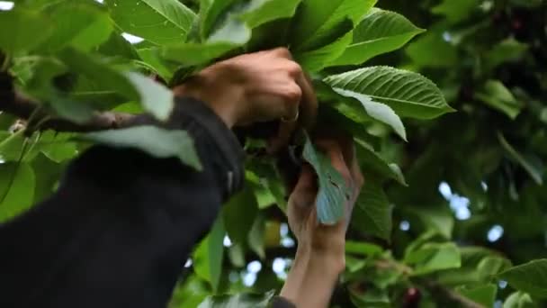 Operaio agricolo professionista che raccoglie ciliegie
 - Filmati, video
