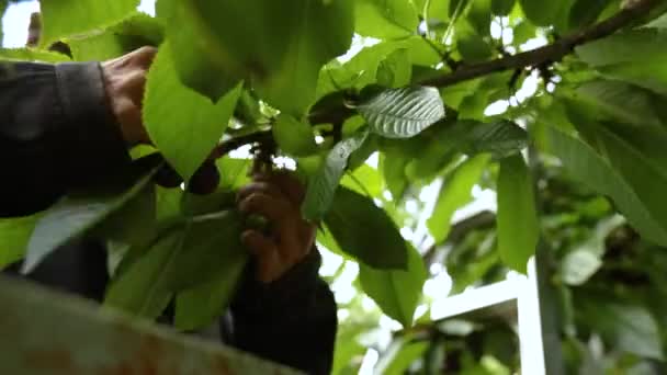 Recogiendo cerezas en el huerto
 - Metraje, vídeo
