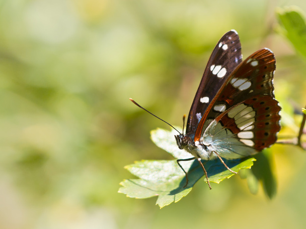 Метелик потепління свої крила на сонці - Фото, зображення