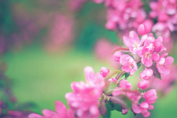 淡緑色の背景にピンクの花を持つ枝 - 写真・画像