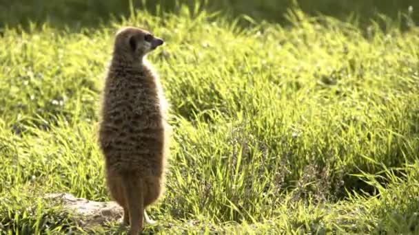 Meerkat w zielonej naturze - Materiał filmowy, wideo
