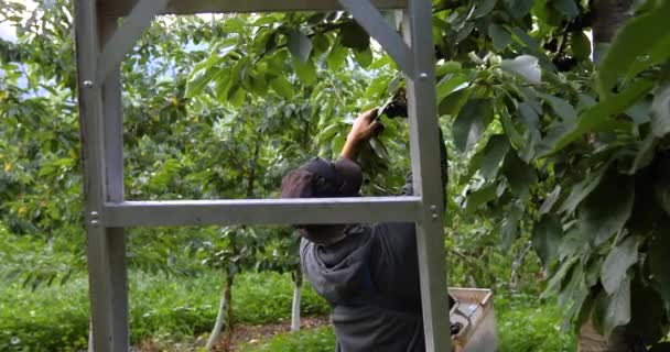 Profesjonalny pracownik rolny zbierający wiśnie - Materiał filmowy, wideo
