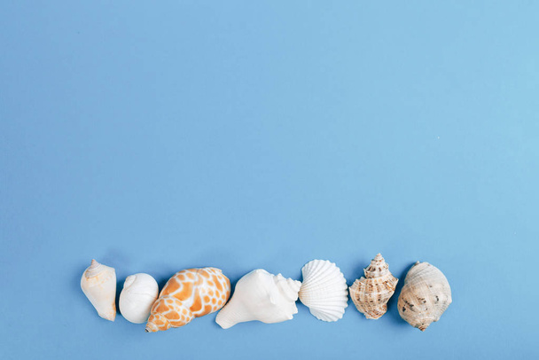 Seashell collection isolated on white background - Photo, Image