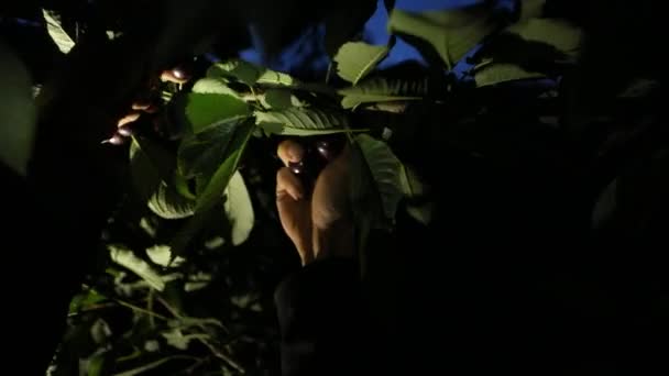 Hombre agricultor recogiendo cerezas frescas crudas
 - Metraje, vídeo