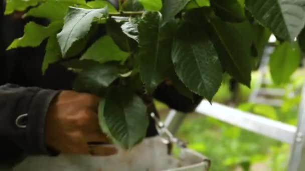 果樹園のさくらんぼを摘み - 映像、動画