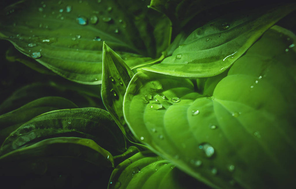 Leaves hosts wavy with rain drops of water - Photo, Image