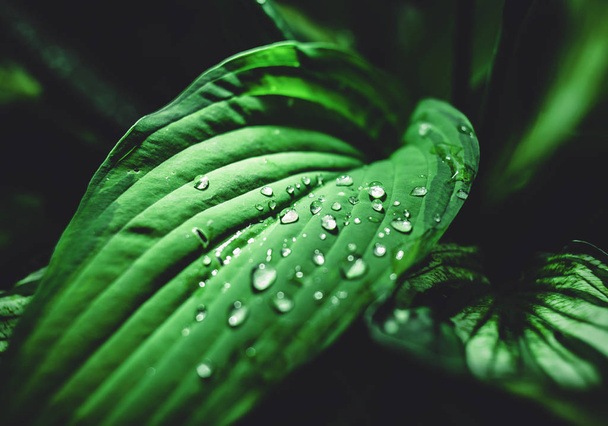 Листя хазяїна хвилясте з краплями дощу води
 - Фото, зображення
